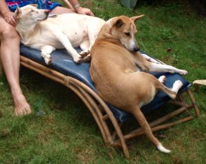 koirat aurinkotuolilla