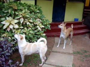 koirat lintuja kyttäämässä