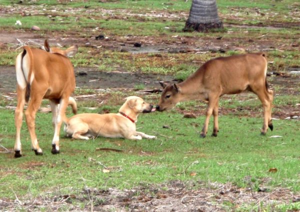 toby pussaa vasikkaa