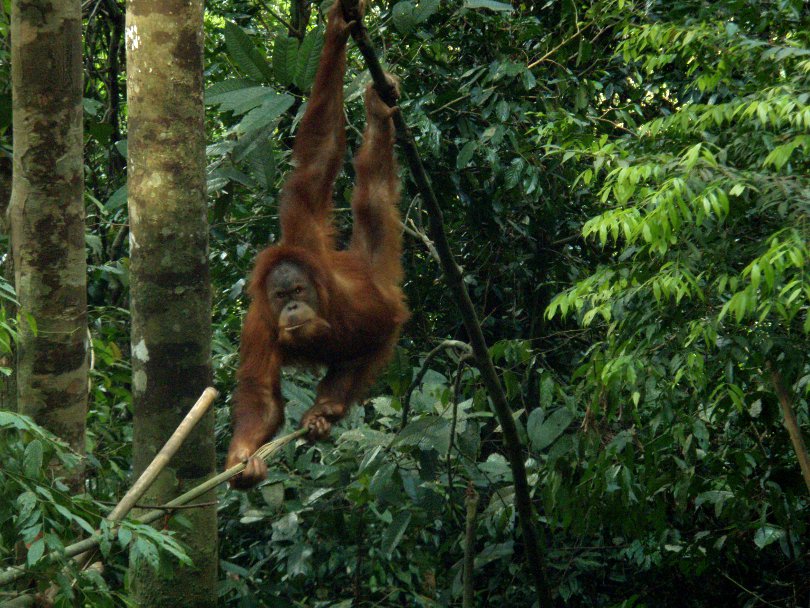 Sumatran orangit ja öljypalmut