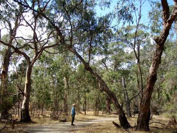 Eukaliptuspuita koaloiden suojelukeskuksessa, jossa sai kävellä ympäriinsä ja yrittää tihrustaa koaloita puissa. 