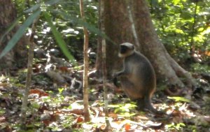 Apina tien vieressä Cotigaolla.