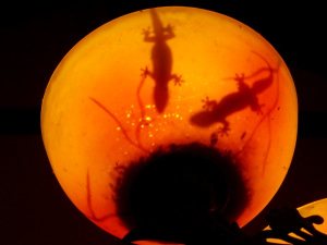 Gekkoja ravintolan lampussa Khao Sokissa.