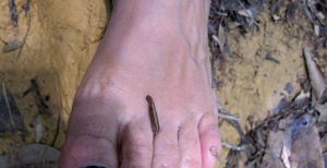 Iilimato imemässä verta jalastani.