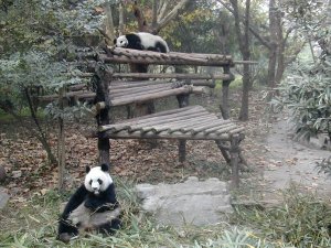 Kaksi pandaa puuhissaan, syömistä ja nukkumista. 