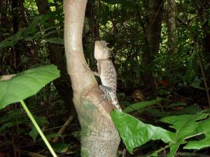 Kameleontteja oli metsässä.