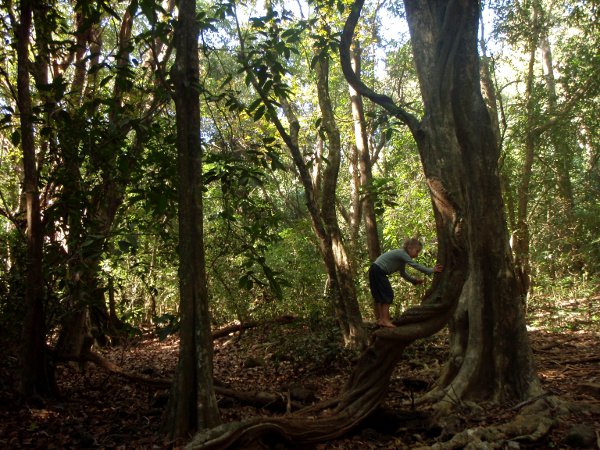 Kiipeilypuita Cotigaolla. 