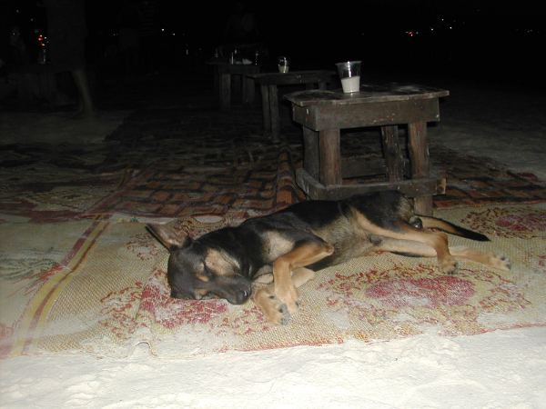 Rantakoiran vieressä voisi olla hyvä kölliä. 