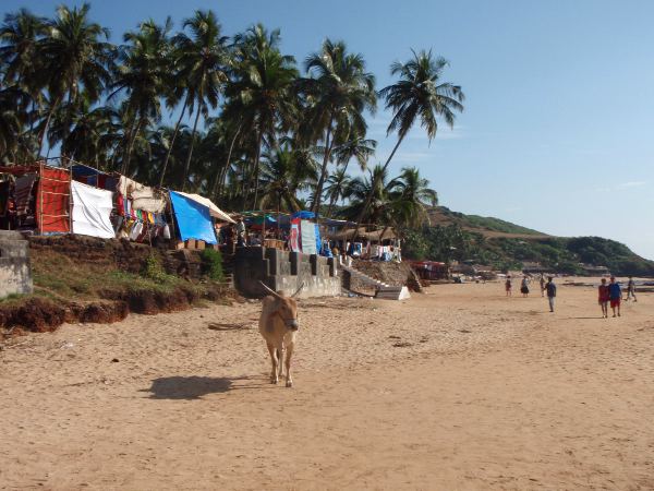 Anjunan rannalla lehmä ja takana markkinakojuja, jotka alkavat rannalta ja jatkuvat pitkälle. 