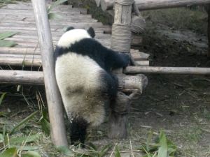 Hieman kömpelön näköistä kiipeämistä. 