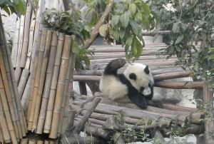 Tälläkin pandalla oli jäänyt jokin projekti puoliväliin. 