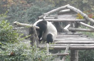 Tämä panda oli jäänyt puoliväliin aitaa ylitysmatkallaan. 