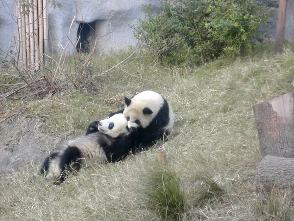 Kaksi leikkivää pandan pentua menivät seuraavaksi mäkeä alas mukkelis makkelis. 