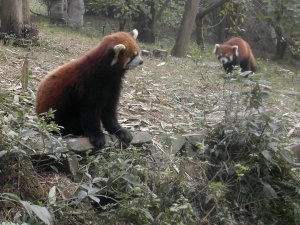 Punapandoja, jotka eivät kuitenkaan ole karhuja. 