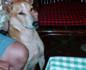 Jouluna 2011 Goalla jälkiruokakahveille liittyi rakas Rocky-koira naapurimajapaikasta. 