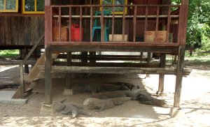 Varaaneja keittiörakennuksen alla. 