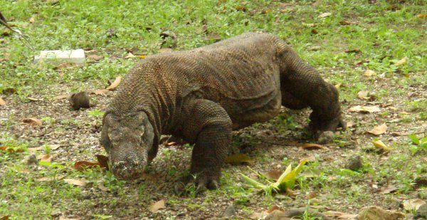 Komodon varaani näyttää panssaroidulta.