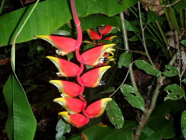 Näitä kasveja näkee joskus kai suomenkin kukkakaupoissa. 