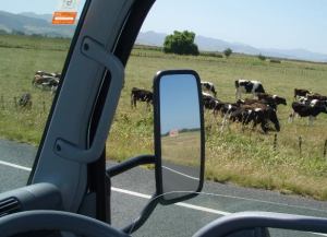 Lehmiä ikkunassa vähän ennen Coromandel Peninsulaa. 