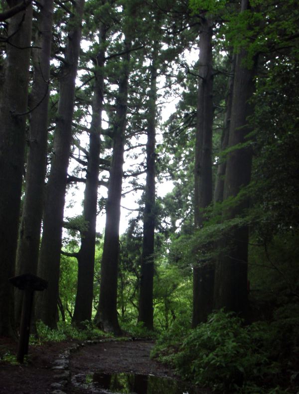 Seetripuita polun varrella Hakone-machista Moto-Hakoneen. 
