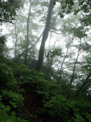 Sumuista metsää, jonne lähdin kiipeämään. 