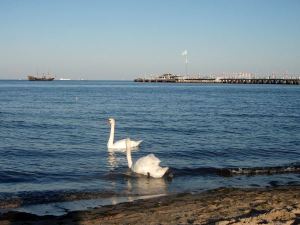 Joutsenia Sopotin rannalla.