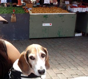 Torit ovat ulkotiloja, mutta usein koirat ovat niissä kiellettyjä. Viittaan kintaalla moiselle ja tässä olen viime kesänä Kauppatorilla koirani kanssa kahvilla. 