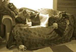 Lukeako kirjaa sohvalla koira jalkopäässä vai mennäkö tietokoneelle vastaamaan työsähköposteihin?