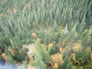 Puita Tatravuorilla. 