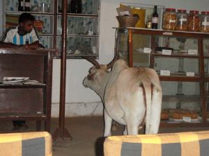 Tämä lehmä tuli joka päivä samaan aikaan ravintolaan hakemaan ruokaa. Kuva Brown Breadista Palolemista. 