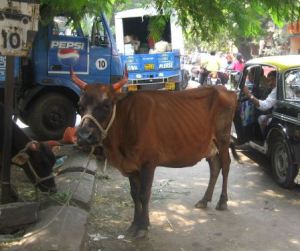 Lehmät Mumbain kadulla kaiken hälinän keskellä. 