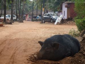 Possu Palolemissa rannan takaisilla kujilla. 