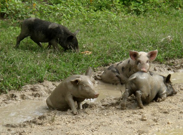 Eikö kaikilla possuilla kuuluisi olla oikeus touhuta tällä tavalla? Kuva Tongan Ha´apailta. 