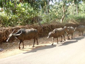 Puhvelijono on ihan normaali näky intialaisella tiellä. 
