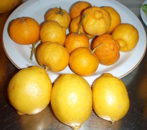 Etualalla kolme sitrunaa ja taustalla bergamontteja. 