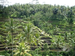 Balilla on uskomattoman nättejä porrastettuja riisipeltoja.