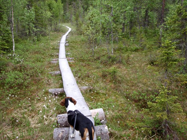Pitkospuita oli matkalla, niitä on aina kiehtova kävellä suomaisemissa. 