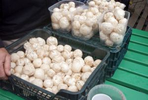 Kummallisia sieniä torilla. Ne eivät olleet herkkusieniä eivätkä oikein kuukusiakaan kai. 