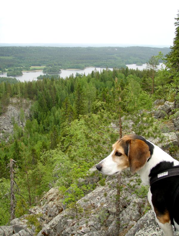 Veera näköalapaikalla. 