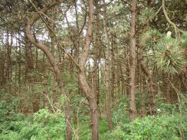 Kivannäköistä metsää De Haanissa matkalla rannalle. 