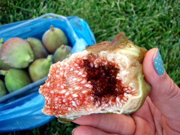 Tuoreen viikunan kuuluu olla räjähtämäisillään olevan näköinen, jotta se olisi makea. Viikunat ovat mielestäni ihan meheviä, mutta en ole saanut niin aromaattisia viikunoita käsiini, jotta voisin sanoa niiden olevan ihan älyttömän hyviä. Odotin viikunoiden olevan halvempia, koska piti olla viikuna-aika ja puut niitä notkollaan.