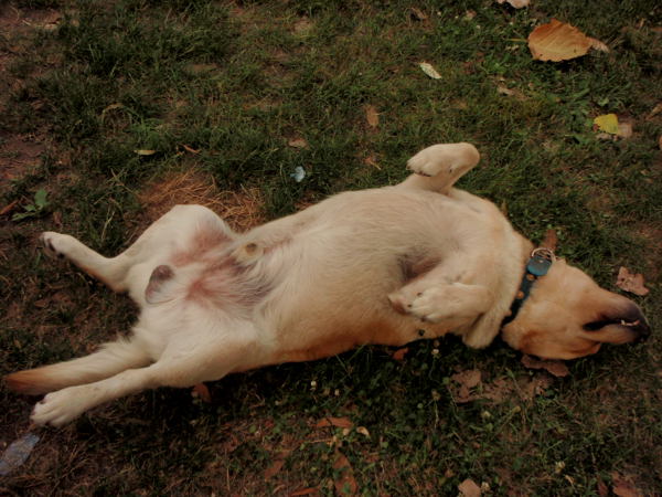 Spartacus campingin mahtava koira Bozo/Boscho.