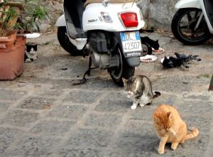 Sorrenton etelärannan kissat eivät toivon mukaan välittäneet ilotulitteiden metelistä. Kissoilla oli ruokintapaikka, johon ne kokoontuivat. Kerran näimme miehen ajavan autolla paikalle niitä ruokkimaan. 