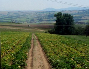 Etelä-Italian maaseutua.