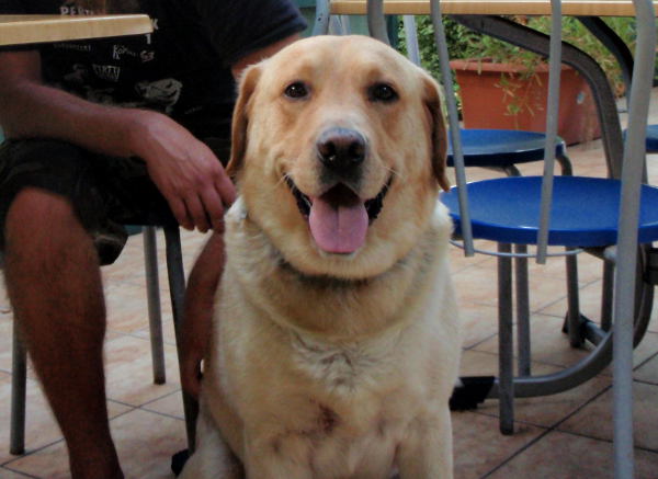 Bozo oli leirintäalueen koira, josta kaikki tykkäsivät Pompeijissa. Jos joku ei tykännyt, älliä oli silti sen verran ettei sitä näyttänyt. 