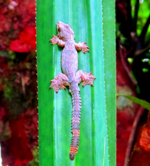 Jännän sahalaitahäntäinen ja räpyläjalkainen gekko Thaimaassa. 