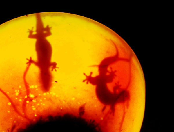 Gekot lampussa Thaimaan Khao Sokissa. 