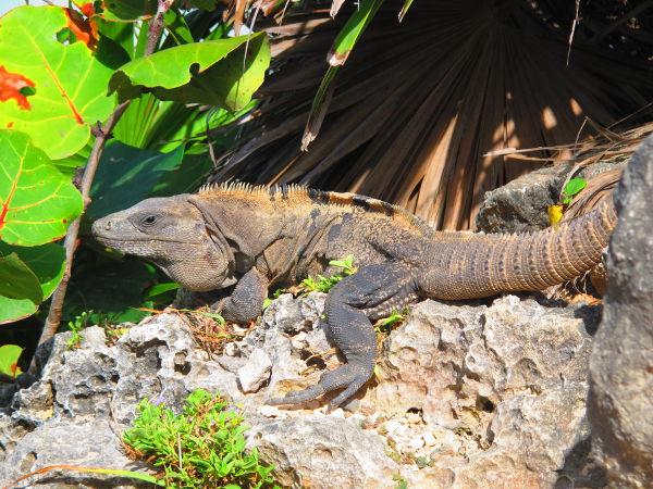 Komea harjallinen iguaani Meksikossa Tulumin raunioilla. 