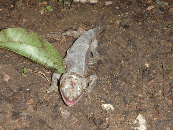 Iso tokeegekko Indonesiassa Komodon saarella. 