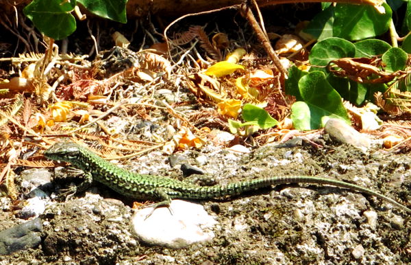 Italiassa sisiliskotkin ovat värikkäämpiä kuin Suomessa. 